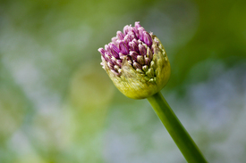  Zierlauch - Allium/10649704