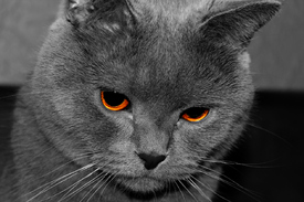 The Tomcat/10655182
