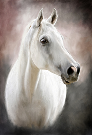 White Horse/10661434