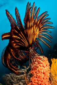 Feather Star/10672530
