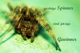 gestrige Spinner sind jetzige Gewinner ( Knibbli )/10688479