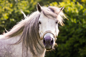 Welshpony Portrait/10689295