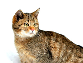 wild cat/10697883