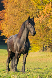 Friese im Herbst/10731911
