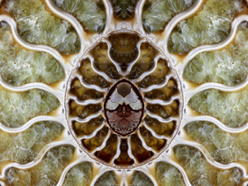 Detail eines Ammoniten, gespiegelt/10736663