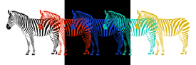 Zebra POP-ART Parade/10753687