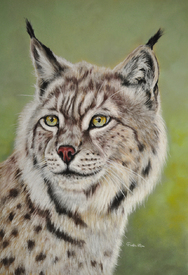 Luchs, Lynx/10758473