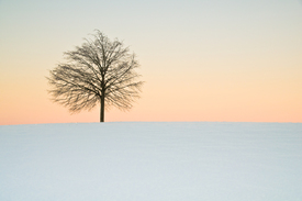 Einsamer Baum im Morgenlicht/10790367