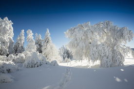 Wintertraum in blauweiß/10805779