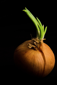 Tasty Onion/10809949