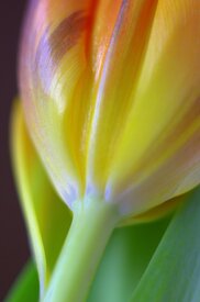 Soft Tulip/10814453