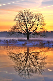 Der Baum vor Sonnenaufgang/10817113