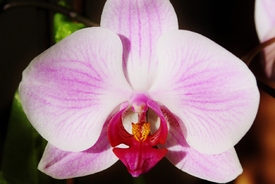 Orchidee/10823079