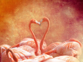 Flamingoliebe/10824169