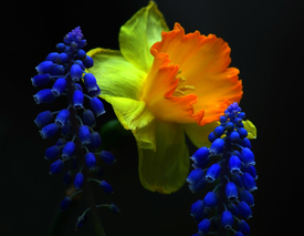 springtime/10828461