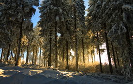Winterwald/10835713