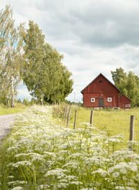 Schwedischer Sommer/10840893