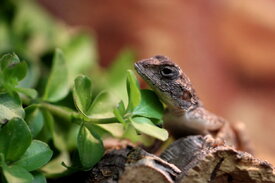 Gecko (Gekkonidae)/10855323