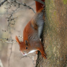Eichhörnchen/10885390