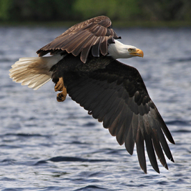 Weißkopfseeadler im Flug-Baldeagle/10892516