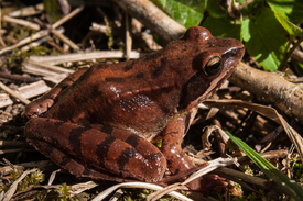 Frosch/10901112