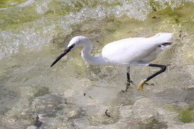 Afrikanischer Seidenreiher/10914057