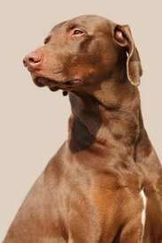 Weimaraner-Dobermann MIx/10914165