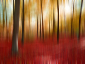Herbstwald abstrakt/10929375