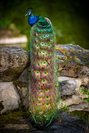 Pfau 03/10939439