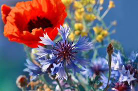 Feldblumen /10955121