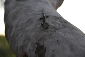 Black Lizard, Australia/10959897