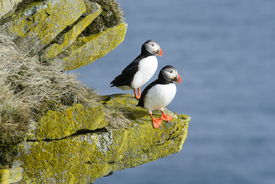 Puffins everywhere.../10963299