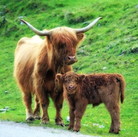 Tirol  -  Almsommerimpressionen/10964251