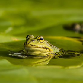 Teichfrosch/10968974