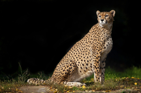 Cheetah/10973194