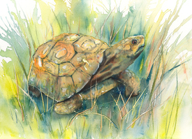 Riesenschildkröte/11014036