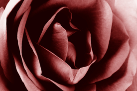 Rose/11031171
