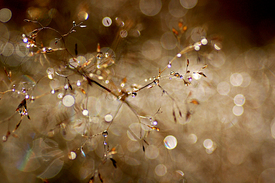 Lichtspiel/11040039