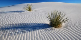 White Dunes - New Mexico/11042085