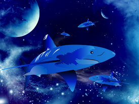 Shark in the universe/11051715
