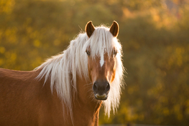 Haflinger im Herbstlicht/11054179