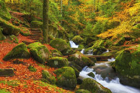 Herbst überm Schwarzwald/11071915