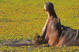 Hippo in Sambia  Wildlife/11073429