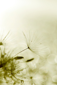 Pusteblume/11086815