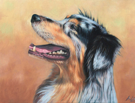 Australian Shepherd Dog/11094141