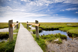 Salzwiesen in Sankt Peter-Ording/11095247