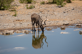 Kudu/11100875