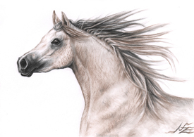 Araber Pferd/11114281