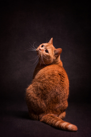 Kater/11117530