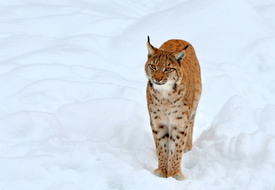 lynx lynx/11118242